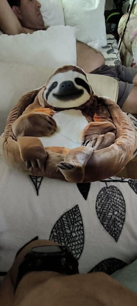 Real photo of the Sloth flat plush shaped pillow (3 of 4)