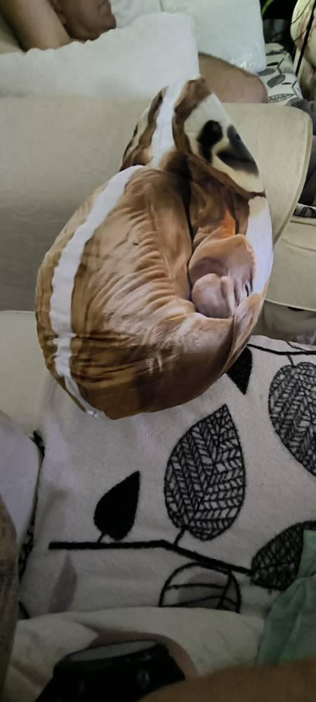 Real photo of the Sloth flat plush shaped pillow (4 of 4)